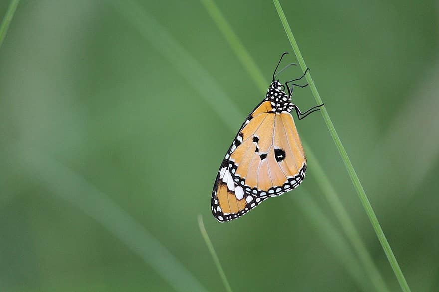 пеперуда, Пеперуда монарх, насекомо
