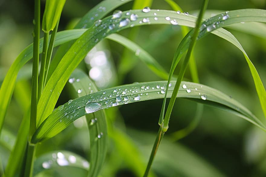 Grass, Raindrops, Dewdrops, Nature