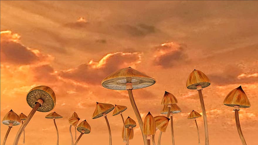Pilze, Psilocybe, psychedelisch, Kunst, Hintergrund, Himmel, dramatisch, Sonnenuntergang, Sonnenaufgang, Farben, lsd