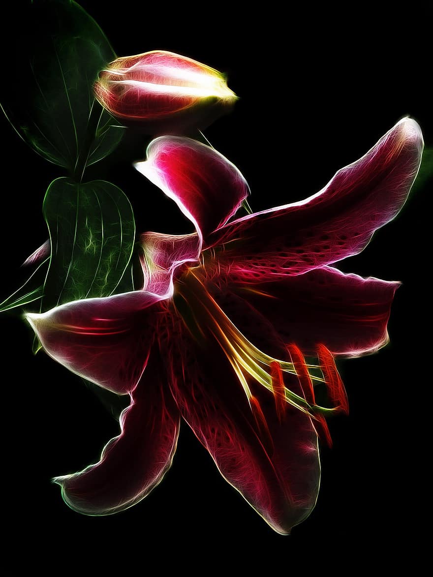 Flower, Blossom, Bloom, Lily, Botany, Nature, Petals, Growth, Fractalius, close-up, plant