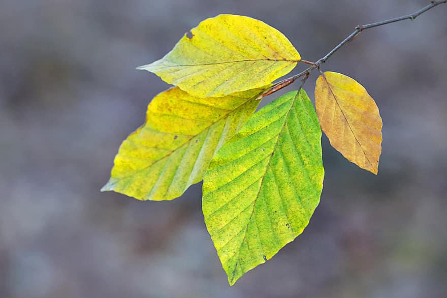 bladeren, Bos, natuur, gebladerte, blad, herfst, geel, detailopname, boom, fabriek, seizoen
