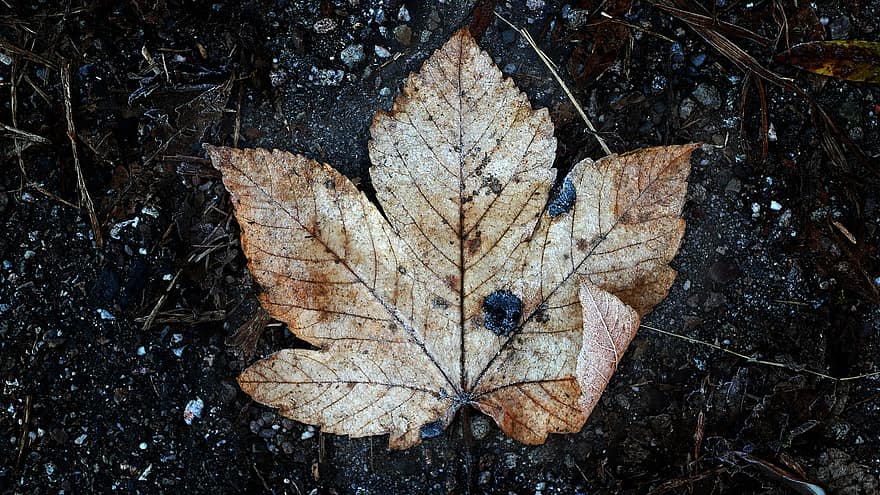 лист, падать, компост, осень, крупный план, время года, желтый, лес, фоны, сухой, завод