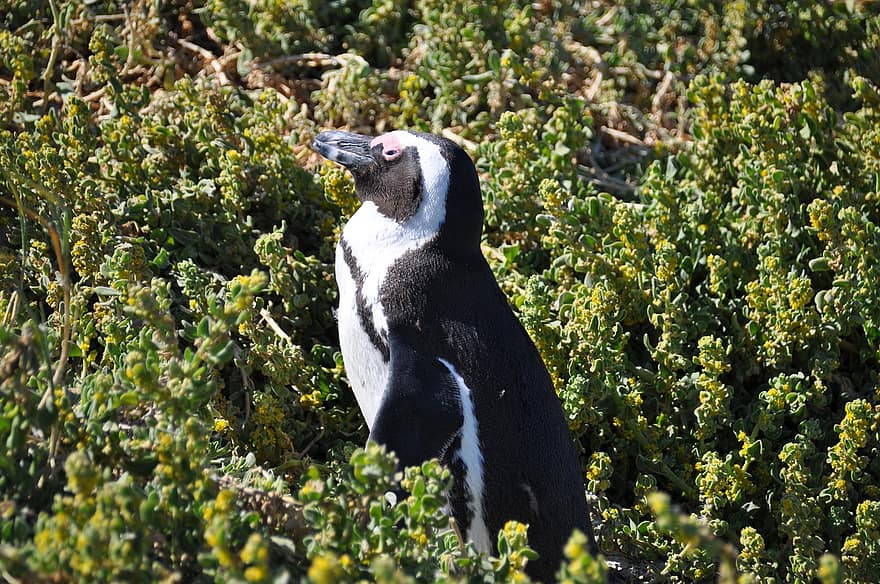 Pinguim sul-africano, pinguim, pássaro, animal, pinguim africano, pinguim de cabo, animais selvagens, fauna, região selvagem, natureza, África do Sul