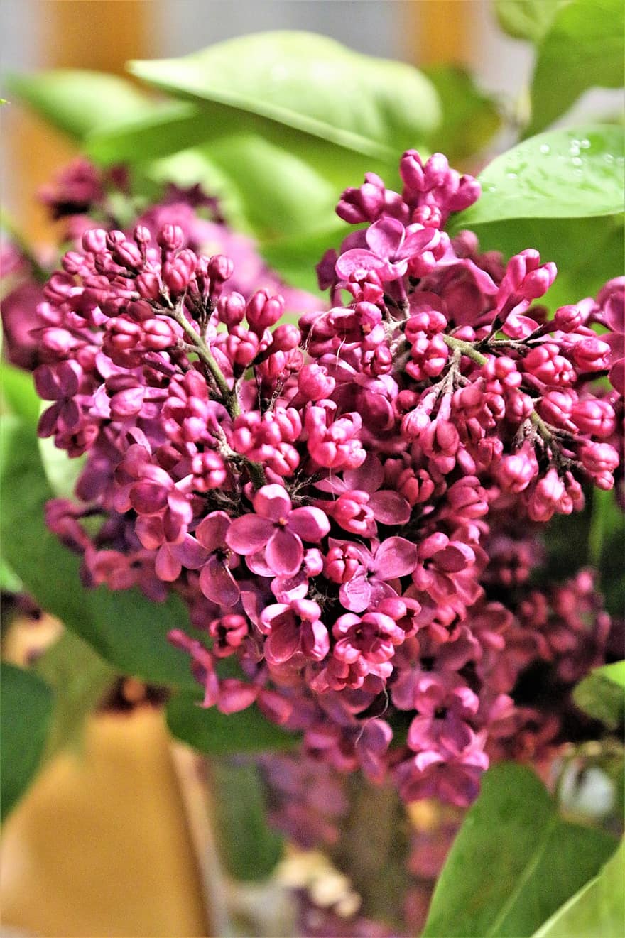 ungu, bunga-bunga, cabang, ungu umum, bunga ungu, kelopak, tunas, berkembang, menanam, musim semi, taman