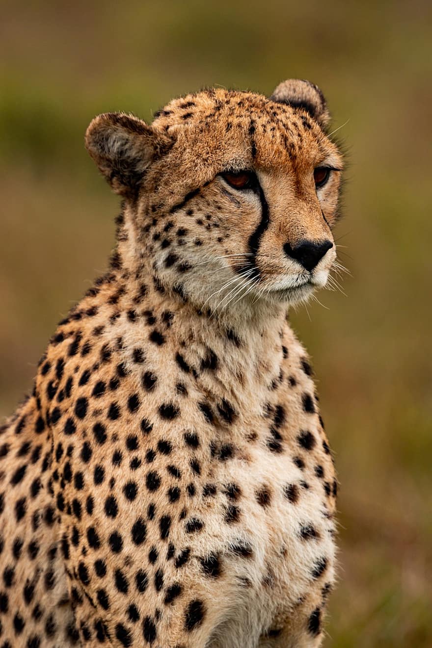 gepard, dyr, safari, Sørafrikansk gepard, pattedyr, stor katt, vilt dyr, rovdyret, dyreliv, fauna, villmark