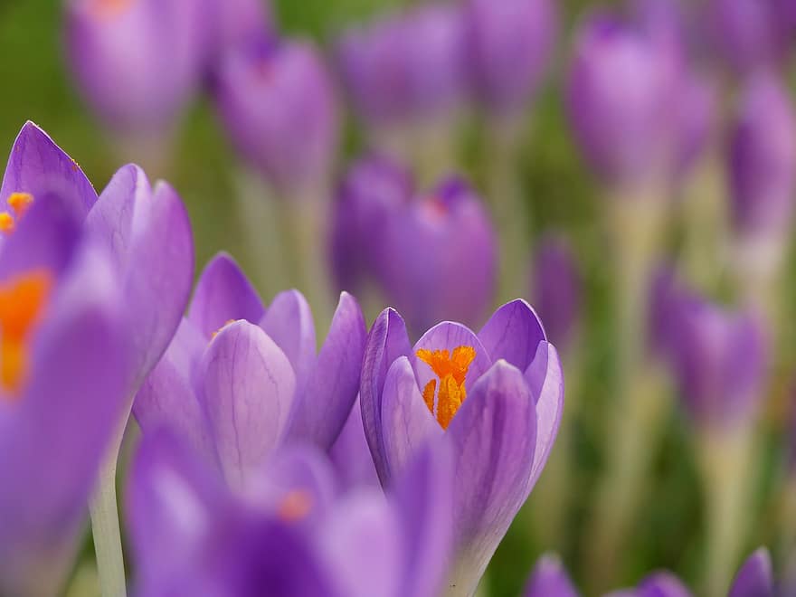 крокус, фиолетовые цветы, фиолетовые крокусы, весна, весенние цветы, чаш, луг, цветок, завод, Флора, природа