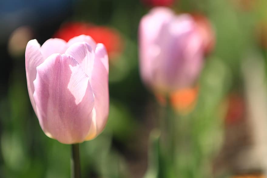 tulipán, flor, flor rosa, tulipán rosa, primavera, flora, naturaleza, planta, cabeza de flor, pétalo, verano