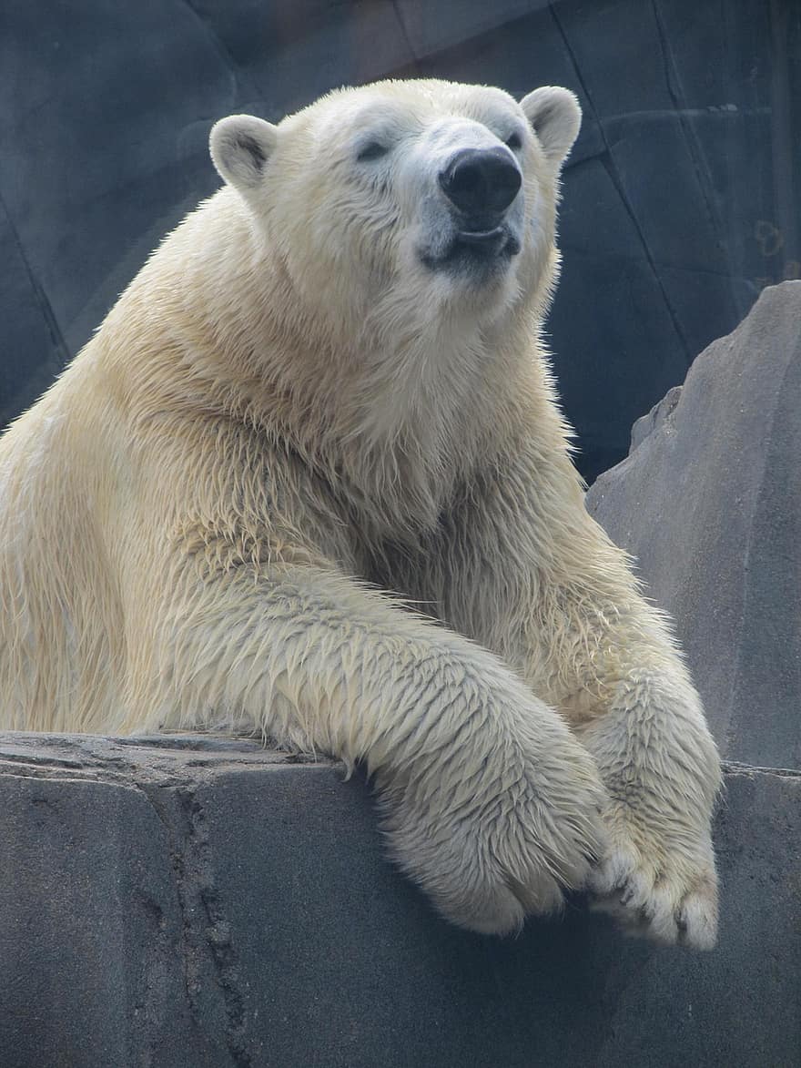 animale, orso polare, mammifero, specie, fauna, natura, zoo