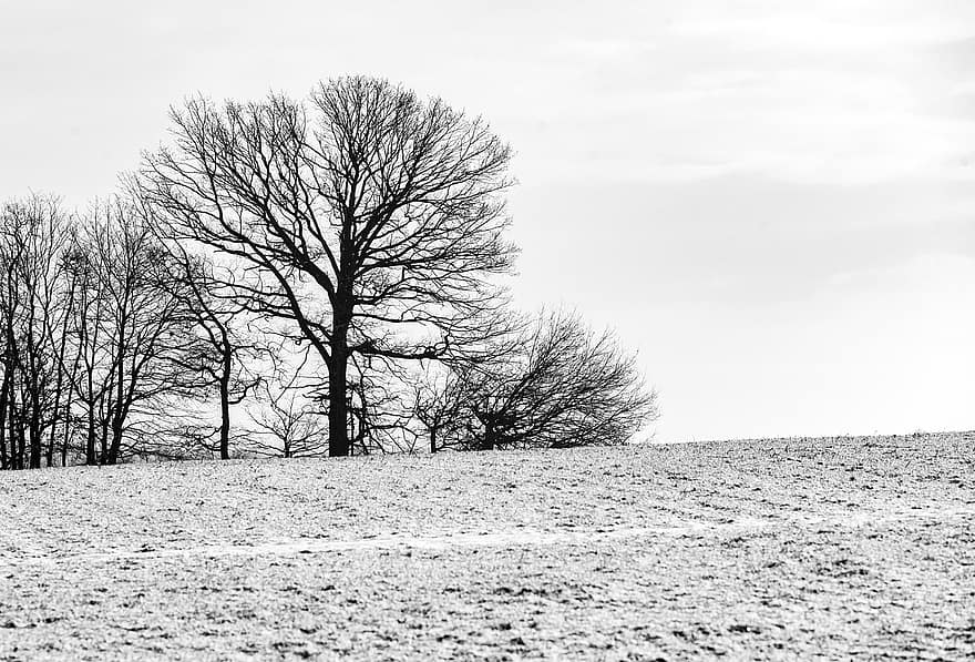 zimowy, pole, drzewa, krajobraz, czarny i biały, tło