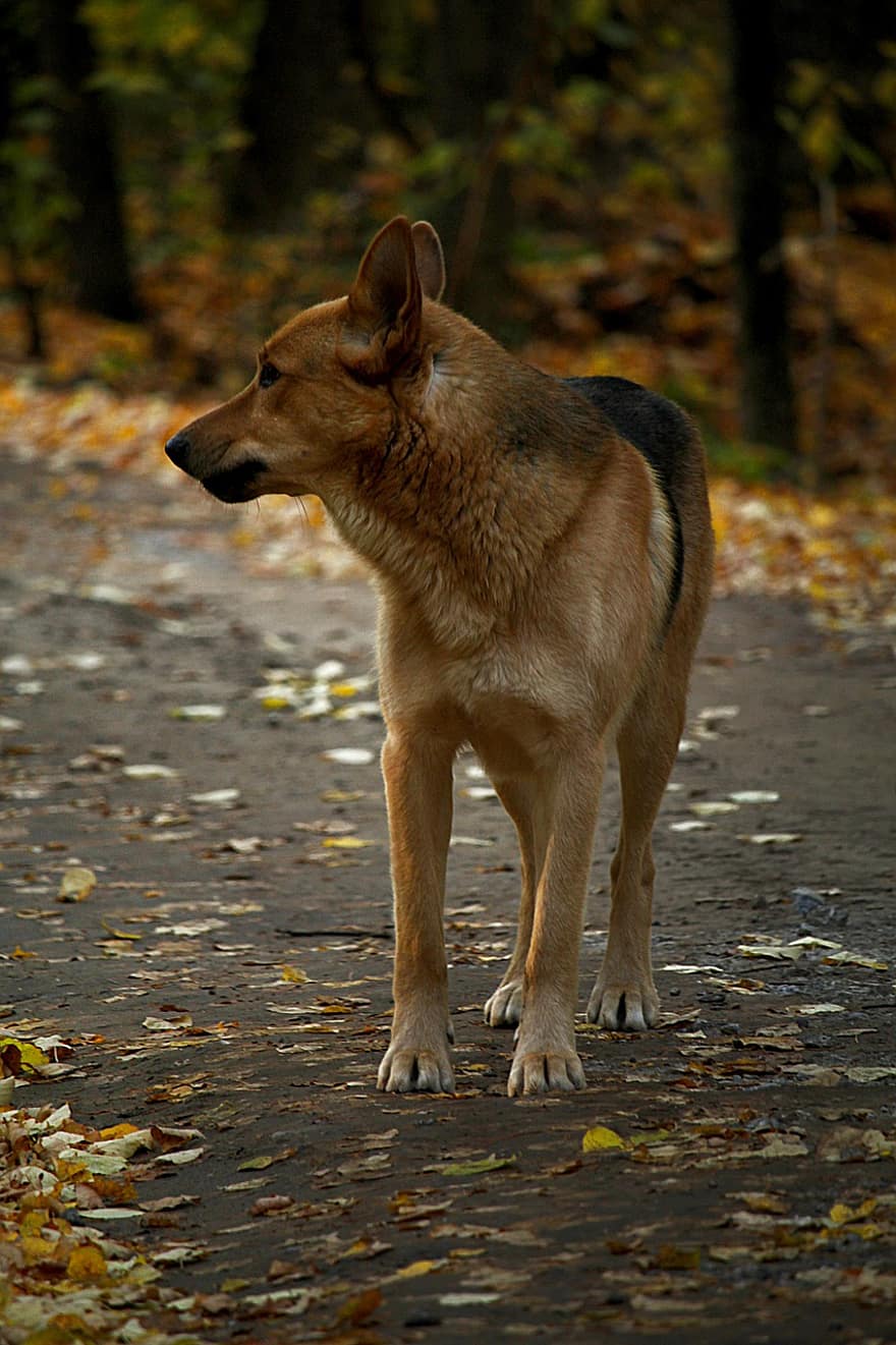 куче, есен, път, домашен любимец, кучешки, домашно куче, паднали листа, есенни листа, есенна листа, животно, сладък