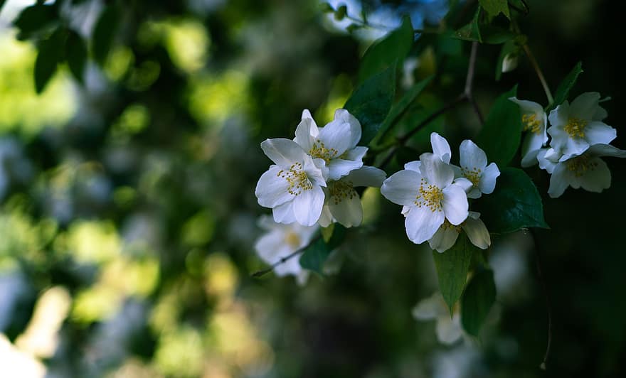 Rosa, rosa que sube, Guirlande D'amour, blanco, las flores, excursionista, cáliz de flores, de cerca, blanco puro, umbela, brillante