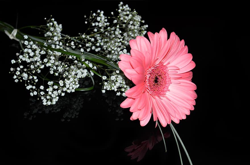 гербера, квітка, рожева квітка, пелюстки, рожеві пелюстки, цвітіння, флора, Рослина