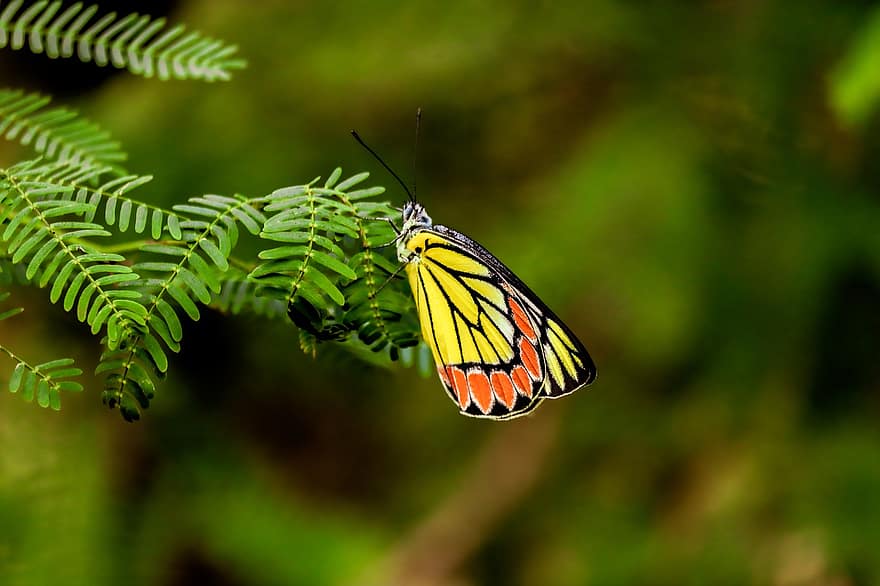 Butterfly, Insect, Leaves, Butterfly Wings, Winged Insect, Lepidoptera, Plants, Entomology, Flora, Fauna, Animal World