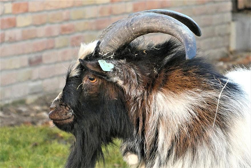 Goat, Horns, Ruminant, Fur, Mammal, Animal, Gehoornd, Ungulates, Farm, Herkauwer