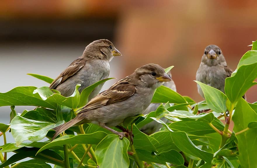Sparrow, Garden Bird, Cute, Spring, Songbird, Beak, Wing, Feather, Foraging, Nature, Bird