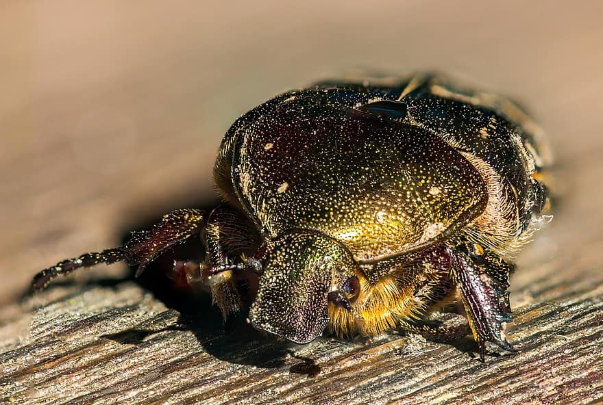 Insect, Beetle, Entomology, Species, Macro, Chafer, close-up, animals in the wild, arthropod, small, weevil