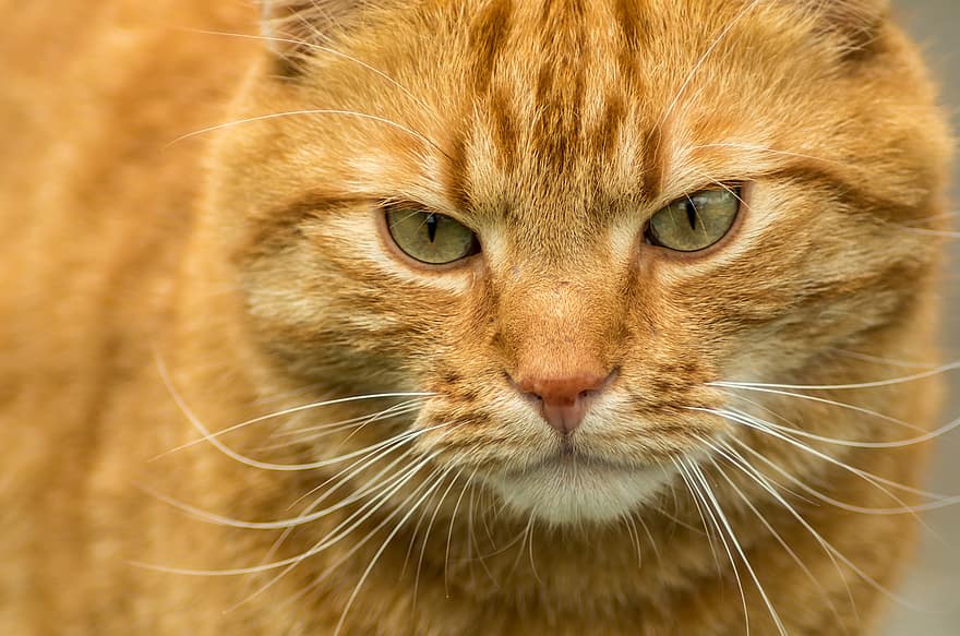 kedi, Evcil Hayvan, ev kedisi, kedinin gözleri, tekir, bıyık, yüz, kedi surat, turuncu tekir, Tekir kedi, gözleri
