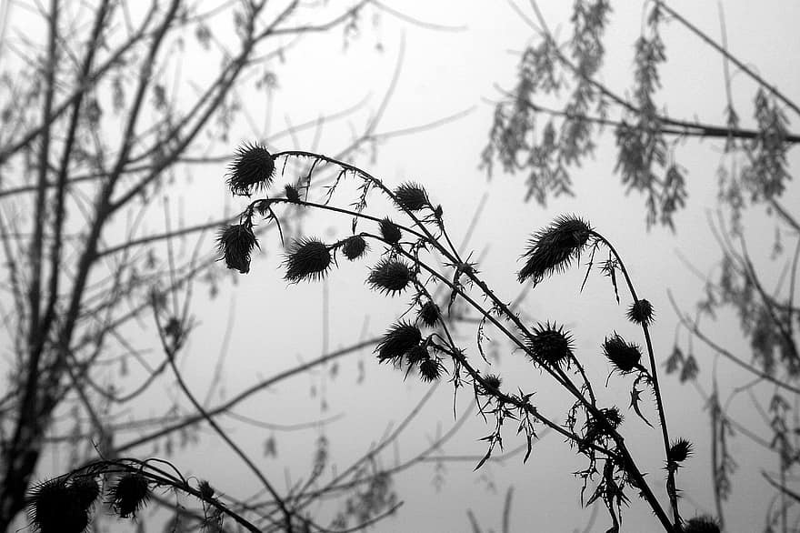 les plantes, brouillard, hiver