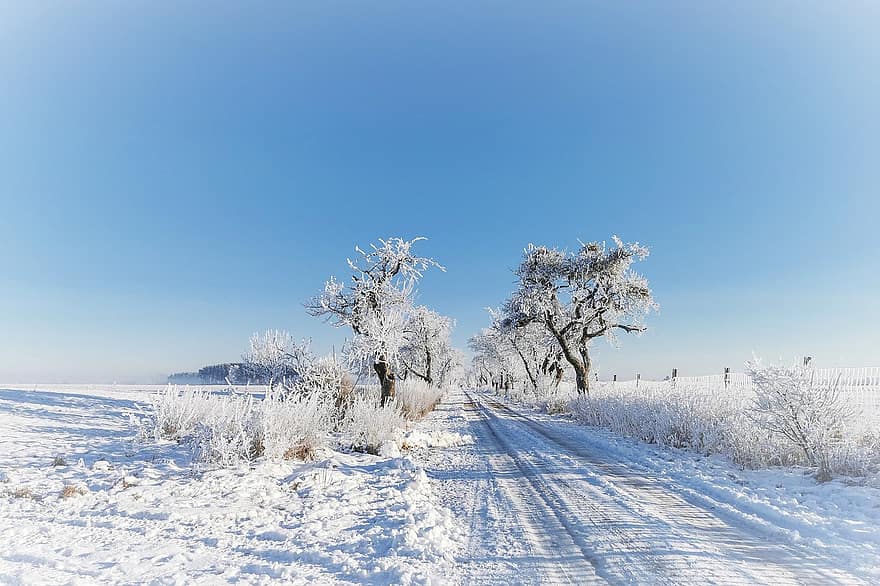 cây, tuyết, mùa đông, phong cảnh mùa đông, lạnh, Đông cứng, khô héo, Mùa, con đường