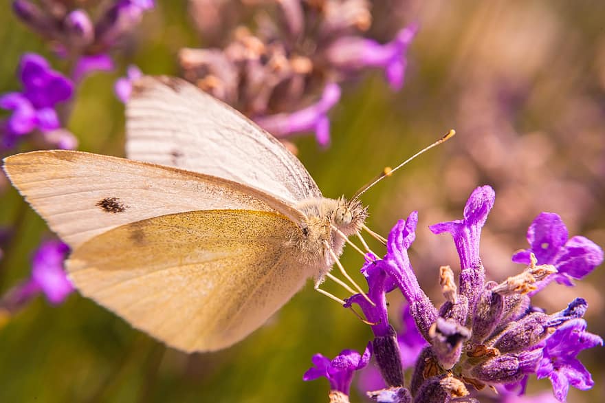kupu-kupu, lavender, putih, hewan, alam, musim panas, serangga, berkembang, ungu, taman, mekar
