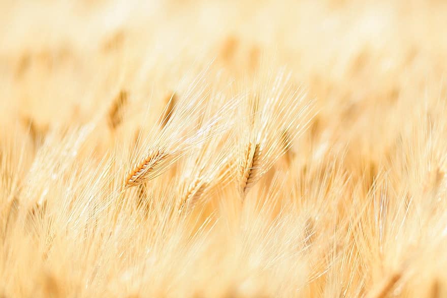 krajina, přírodní, rostlina, pšenice, poskok, zlatý, pšeničné pole, detail, zemědělství, žlutá, pozadí
