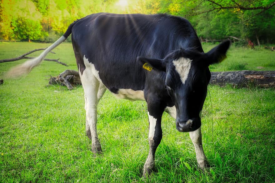 vaca, carne de vaca, pasto, prado, naturaleza, animal, ganadería, agricultura, hierba, granja, escena rural