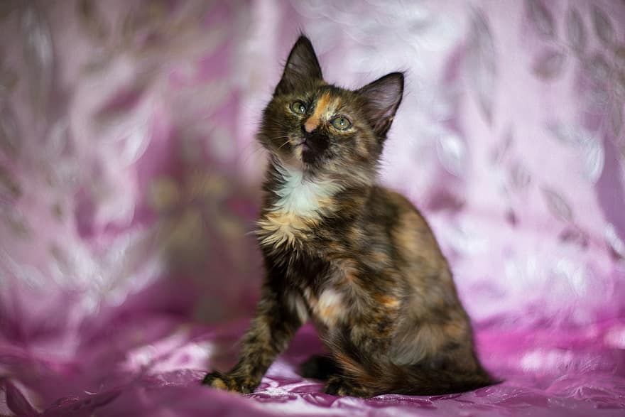 Kitten, Tortoiseshell Cat, Torties, Cat, Pet, Feline, Cat Photography, Portrait, Cat Portrait, Domestic, Domestic Cat
