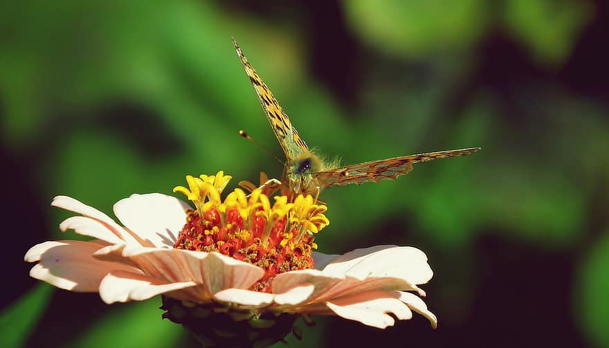 Pollination, Butterfly, Flower, Insect, Pollinator, Zinnia, Flowering Plant, Ornamental Plant, Blossom, Bloom, Nature