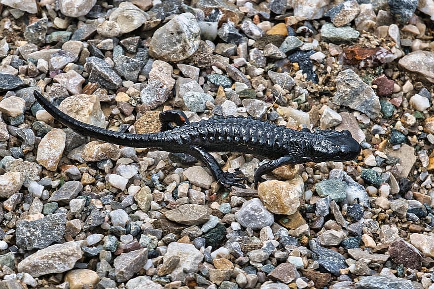 Salamander, Amphibian, Black Lacquer, Animal, Alpine