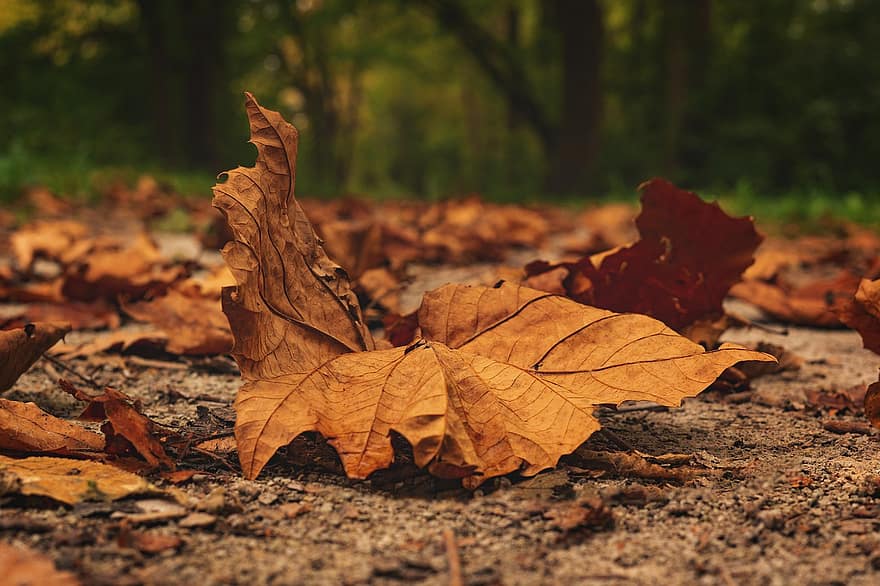 есен, листа, шума, есенни листа, есенна листа, есенни цветове, есенния сезон, попадат зеленина, цветовете на есента, гора