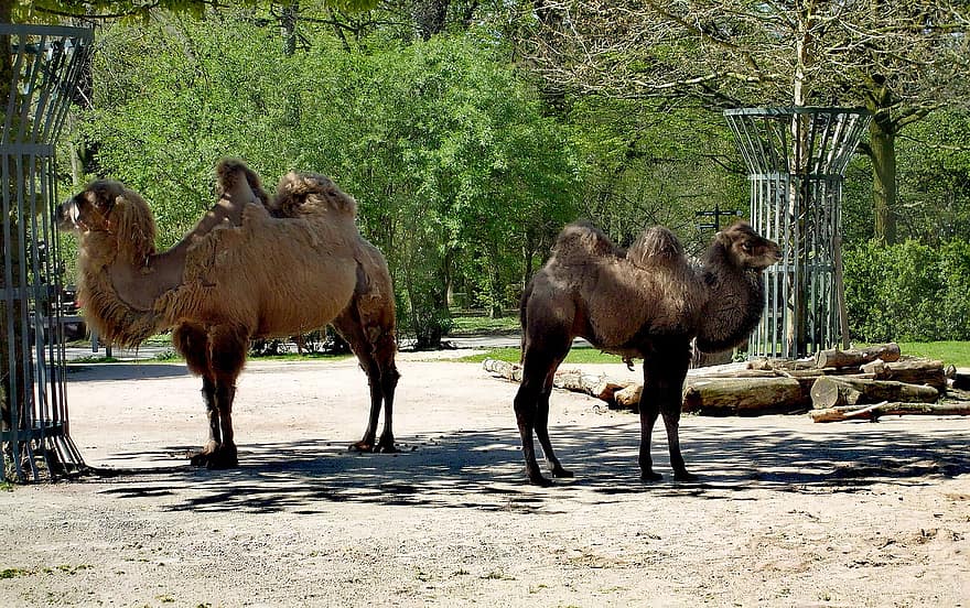 baktrisk kamel, kamel, dyr, pukler, pattedyr, Zoo, parkere