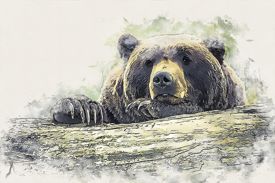 medvěd, zvíře, savec, volně žijících živočichů, líný, sledování, odpočívá, digitální manipulace, foto umění