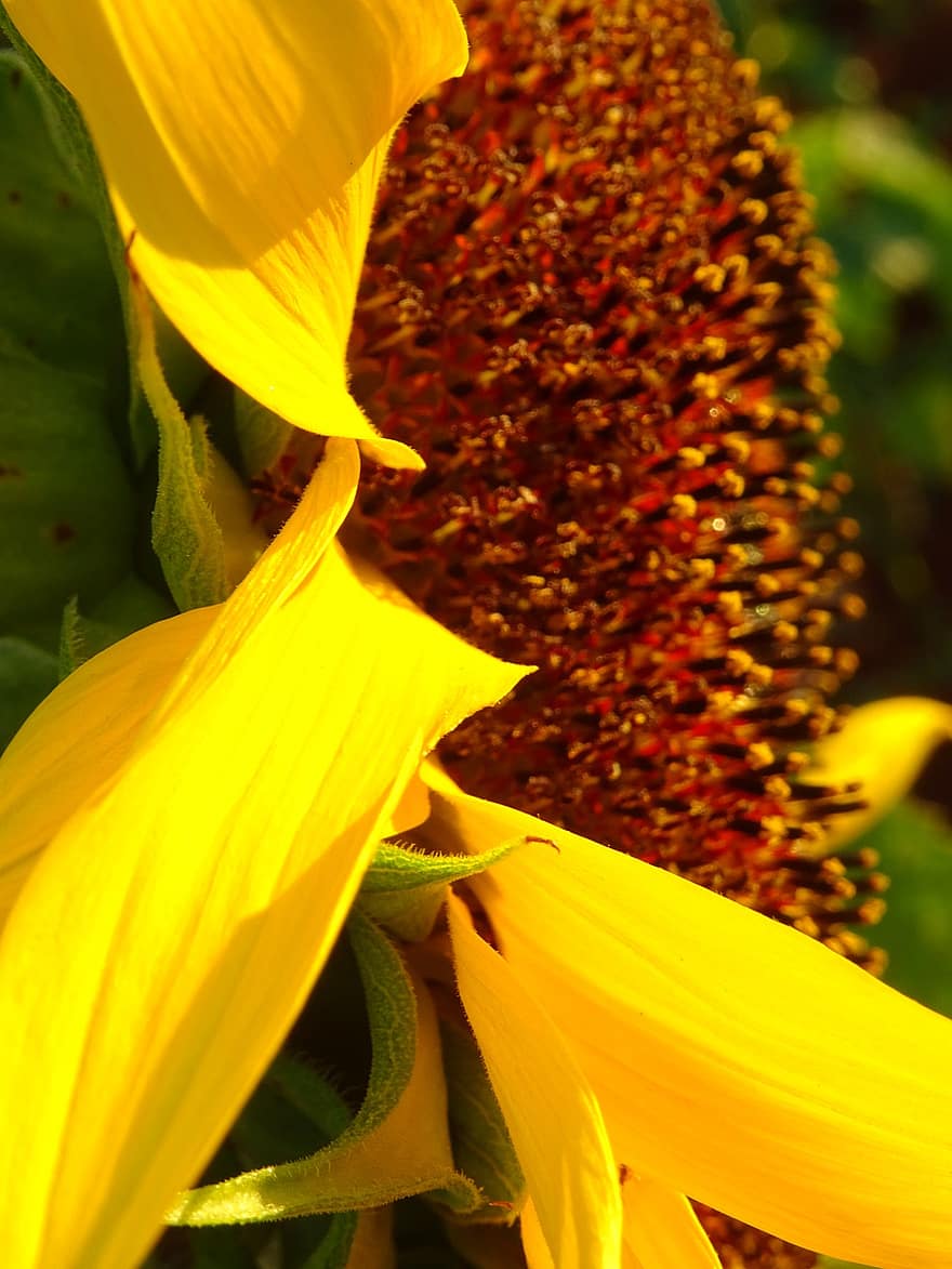 слънчоглед, жълт слънчоглед, жълт, Слънчоглед от Куба, жълти цветя, Кубински цветя, листенца, венчелистчета жълти, природа, естествен