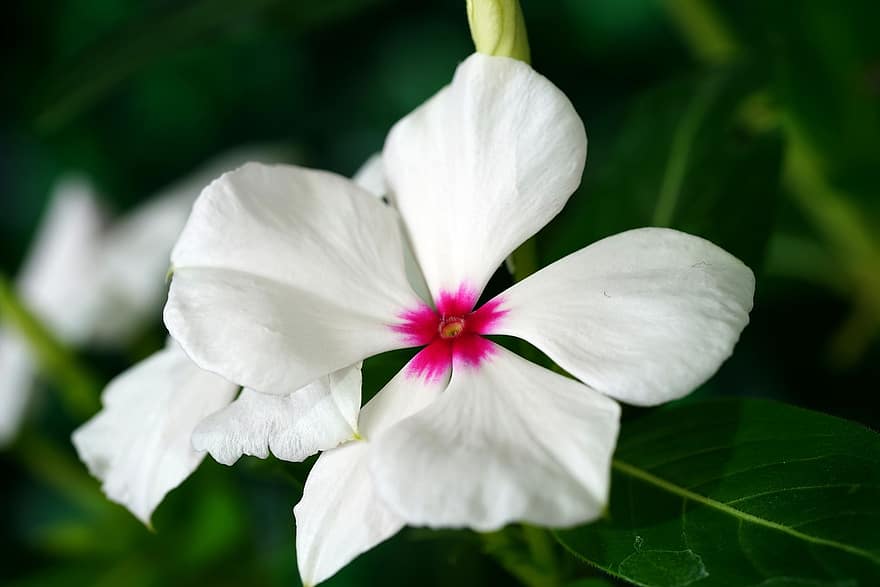ツルニチニチソウ、花、白い花、花びら、白い花びら、咲く、工場、フローラ、自然