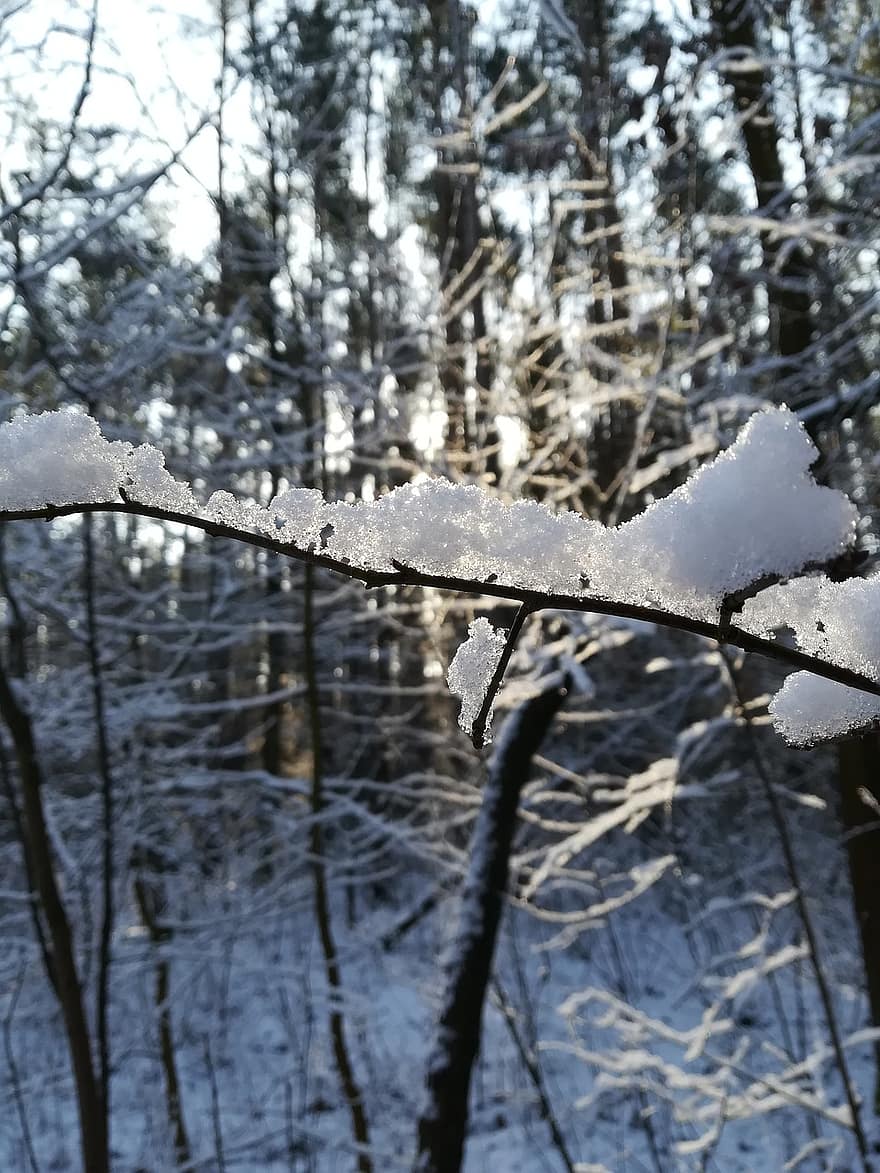 zimní, les, Příroda, sníh, strom, sezóna, větev, mráz, led, pozadí, zamrzlý