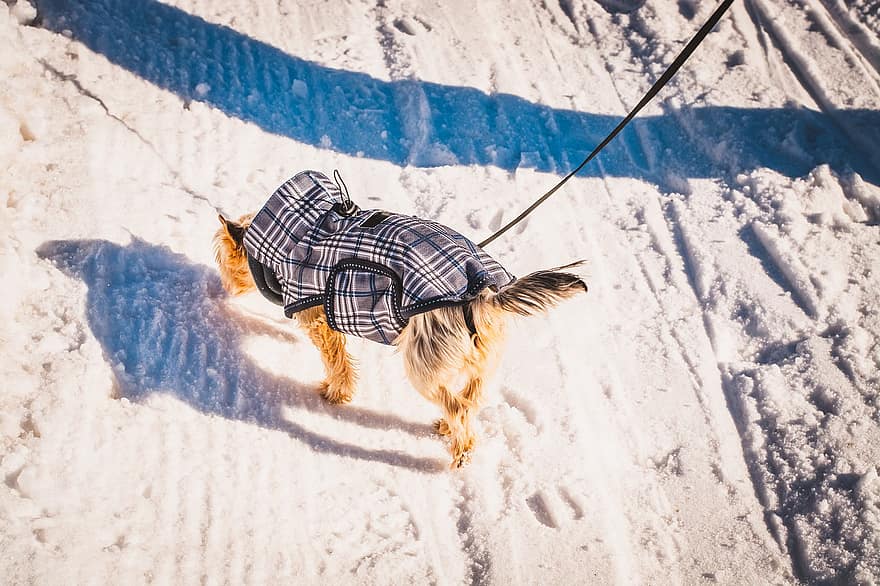 chien, Yorkshire Terrier, yorki, chemin, Se promener, hiver, neige, animaux domestiques, mignonne, canin, amusement