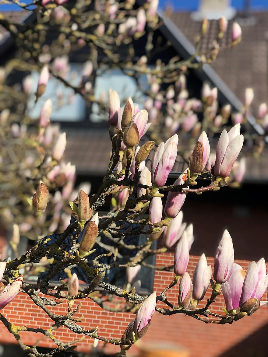 magnolia, blomster, knopper, afdeling, træ, plante, forår, have, natur