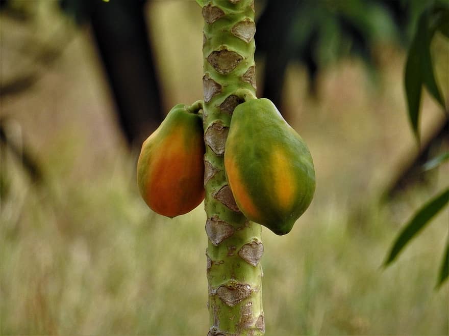 papaija, augļi, svaiga, veselīgi