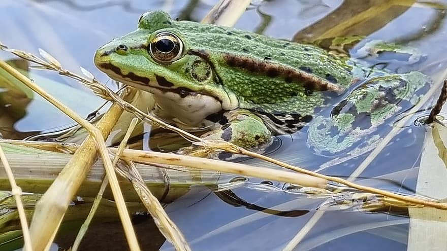 con ếch, lưỡng cư, Thiên nhiên, ếch xanh, hồ nước, Nước, cỏ