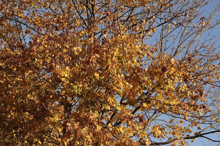boom, bladeren, vallen, herfst, gele bladeren, takken, gebladerte, late herfst