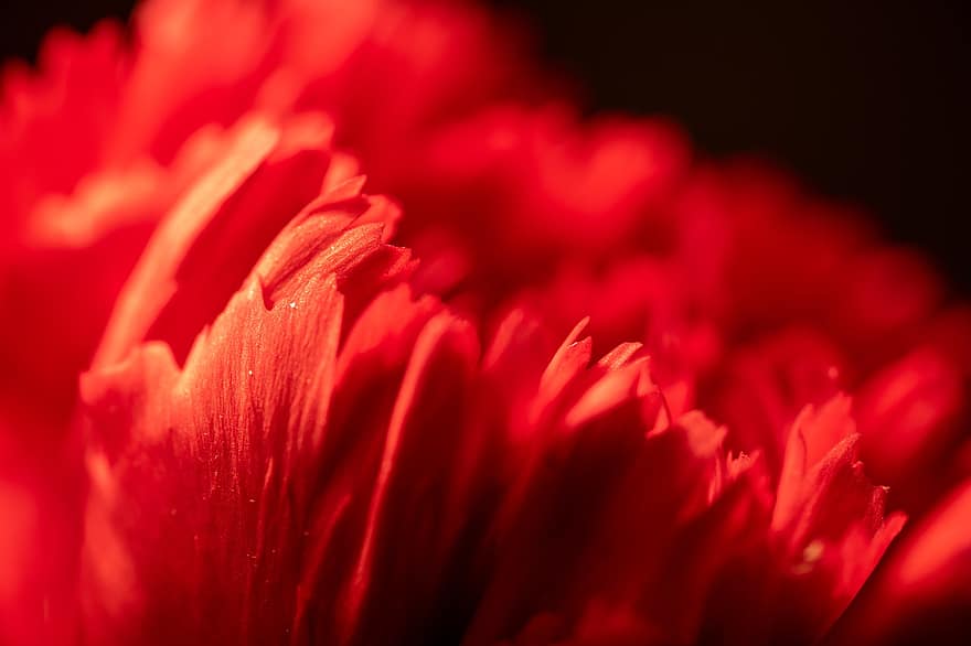 bunga, bunga merah, kelopak bunga merah, mekar, berkembang, musim semi, tanaman hias, merapatkan