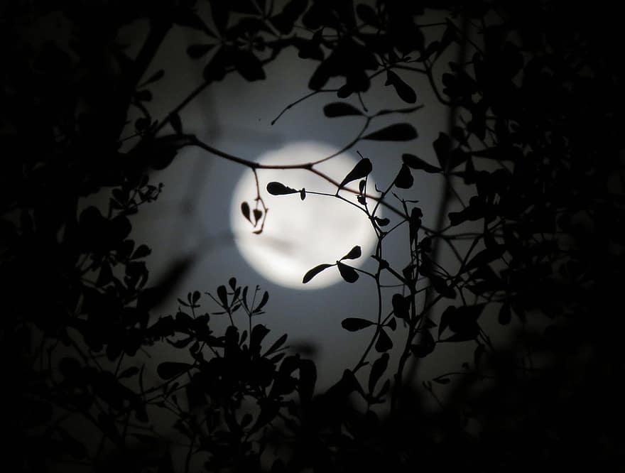 mēness, luna, naktī, koks