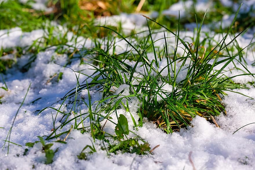 neige, herbe, hiver, neigeux, hivernal, givre, gel, glacial, herbeux, brins d'herbe, l'herbe verte
