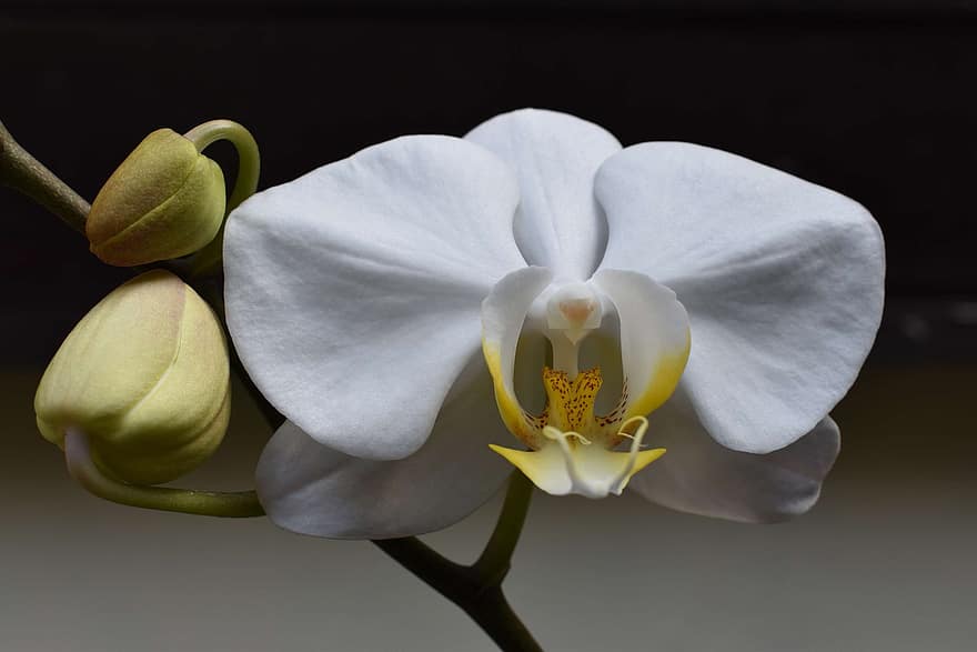 orchidea, fiore, fiore bianco, petali, petali bianchi, fiorire, fioritura, flora, pianta, botanica, natura