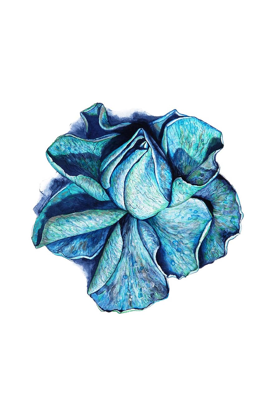 blauwe roos, blauw, roos, bloeien, bloem, ansichtkaart, ornament, bloemen, decor, decoratief, ontwerp