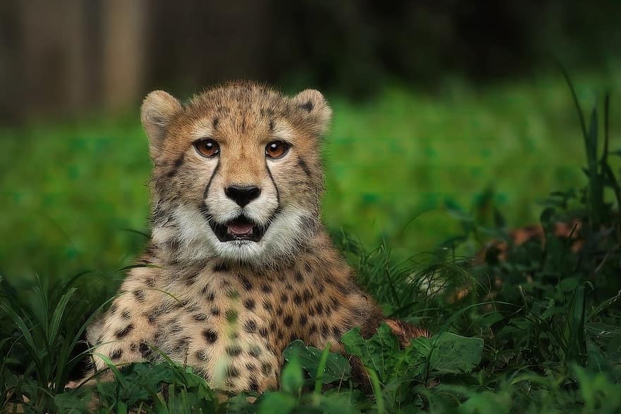 gepard, koci, kropki, dzikiej przyrody, żbik, nieudomowiony kot, zwierzęta na wolności, zwierzęta safari, zagrożone gatunki, duży kot, futro
