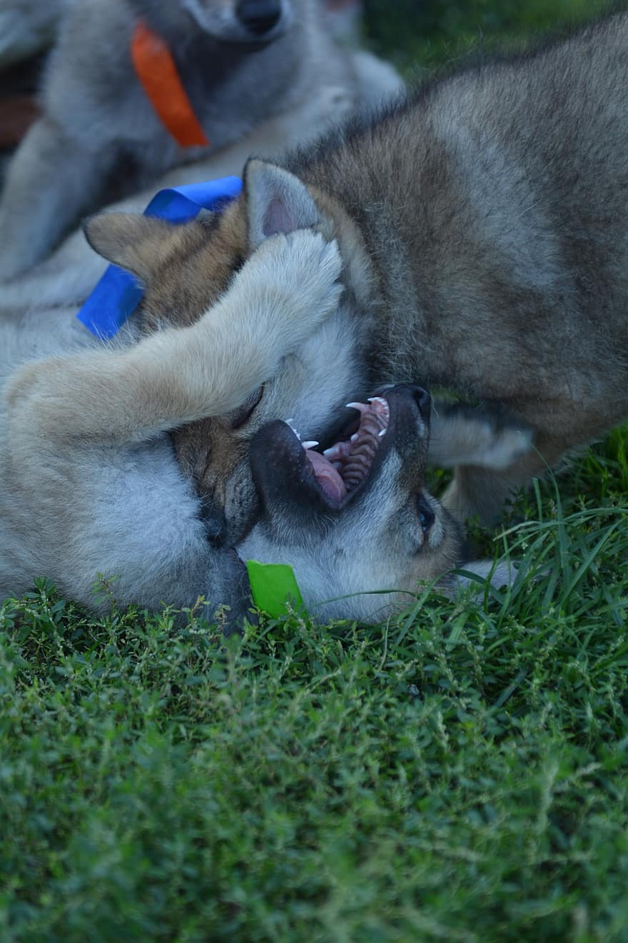 Puppies, Playing, Dogs, Animals, Nature, Grass, dog, cute, canine, fur, pets