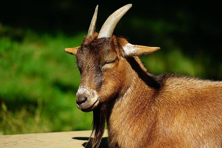 Goat, Animal, Livestock, Domestic Goat, Horned Goat
