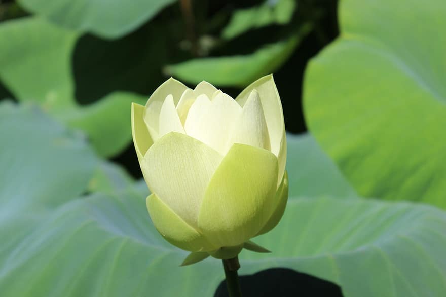 lotos, Lilia wodna, kwitnąć, rozkwiecony, liść lotosu, wyspa nami, Korea, lato