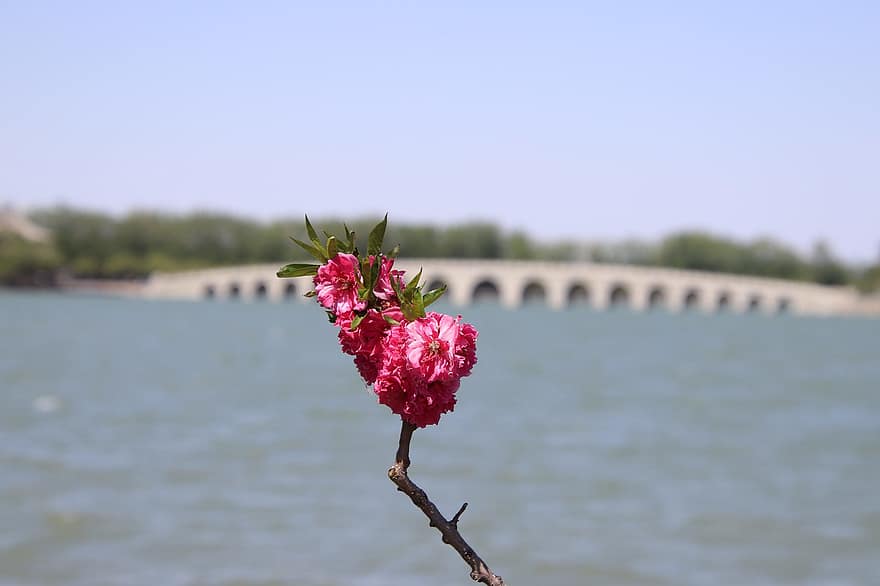 Peach Blossom, Flowers, Plant, Branch, Bloom, Blossom, Blooming, Spring Flowers, Spring, Lake, Nature